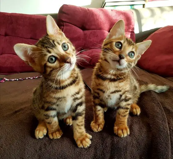 Traumhaft schöne Bengal-Kitten mit Papieren